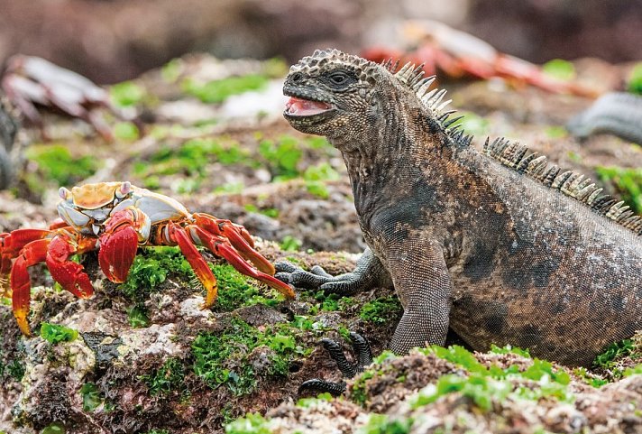 Farbenfrohes Ecuador Intensiv