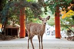 Japan entdecken (nur Landprogramm)