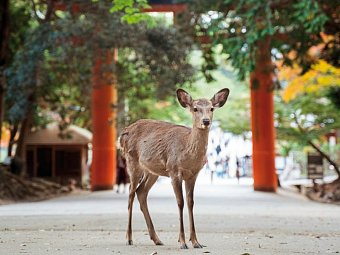 Japan entdecken (nur Landprogramm) - Nara-Park