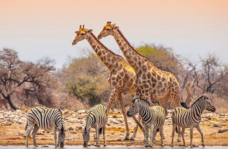 Ausflugspaket Etosha Nationalpark