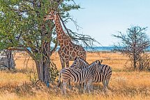 Namibia Classic Standard - Etosha Nationalpark