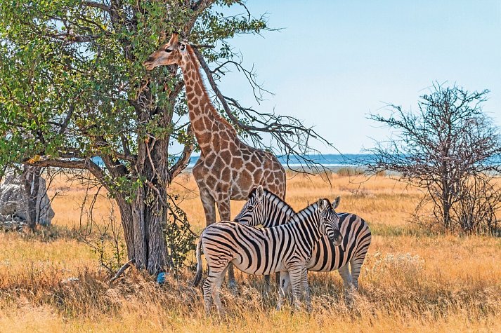 Namibia Classic Standard - Etosha Nationalpark