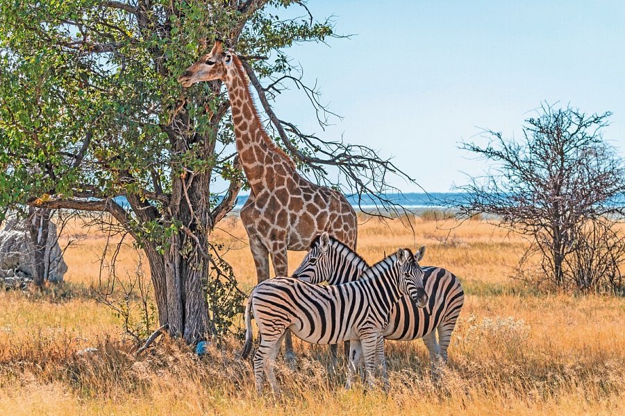 Namibia Classic Standard - Etosha Nationalpark