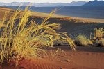 Namibia Classic Standard