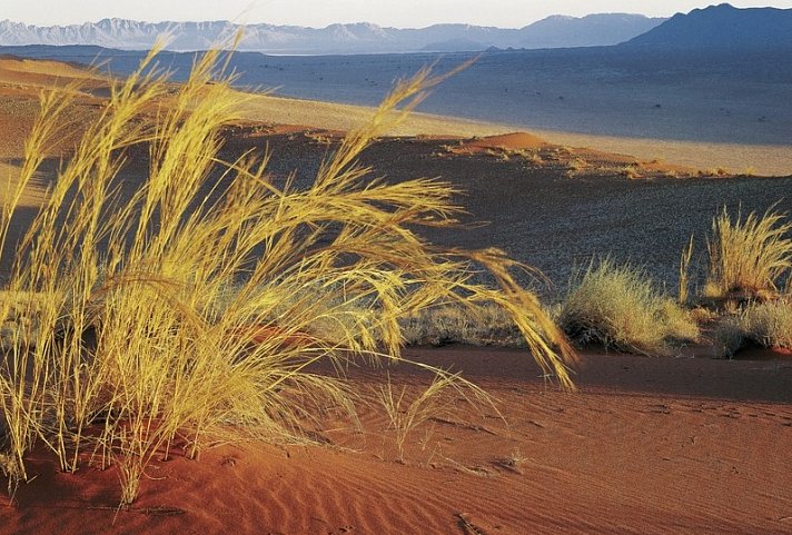 Namibia Classic Standard