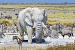 Namibia Classic Standard