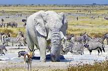 Namibia Classic Standard - Etosha Nationalpark