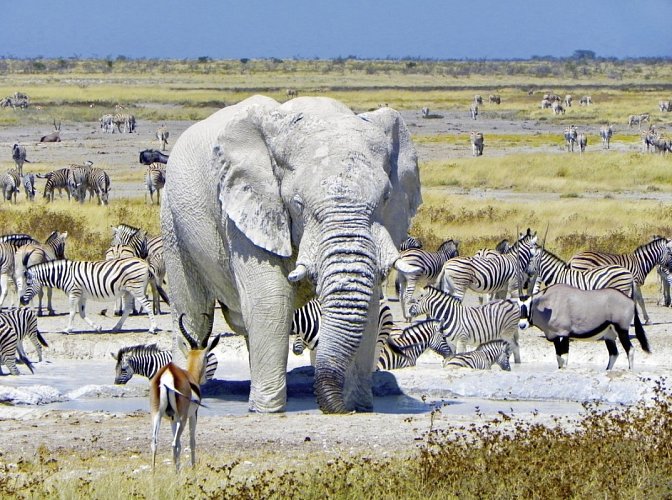 Namibia Classic Standard - Etosha Nationalpark