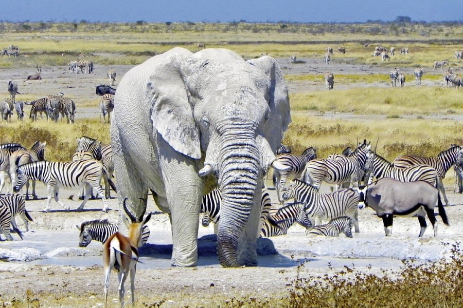 Namibia Classic Standard - Etosha Nationalpark