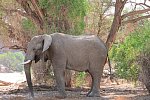 Namibia Classic Standard