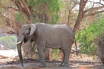 Namibia Classic Standard - Wüstenelefant am Brandberg