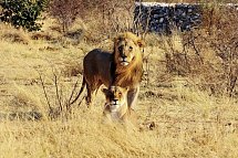 Namibia Classic Standard - Etosha Nationalpark
