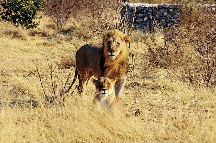 Namibia Classic Standard - Etosha Nationalpark