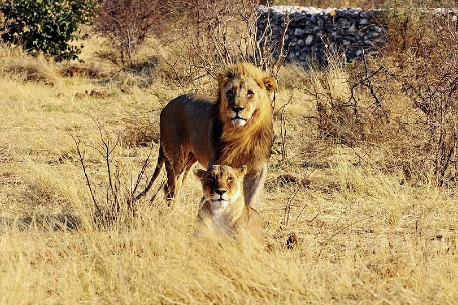 Namibia Classic Standard - Etosha Nationalpark
