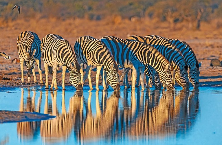 Namibia Classic Superior