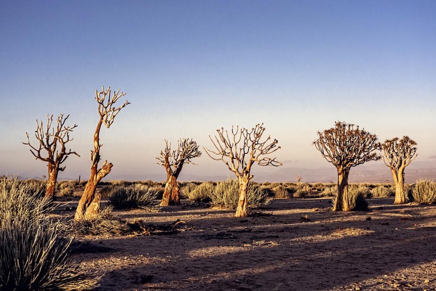 Traumreise Namibia - Köcherbaumwald