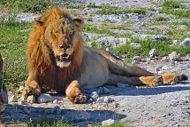Traumreise Namibia - Löwe, Etosha NP