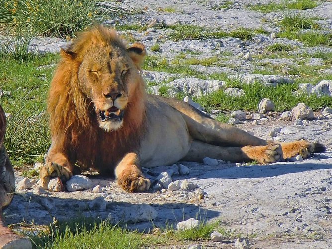 Traumreise Namibia - Löwe, Etosha NP
