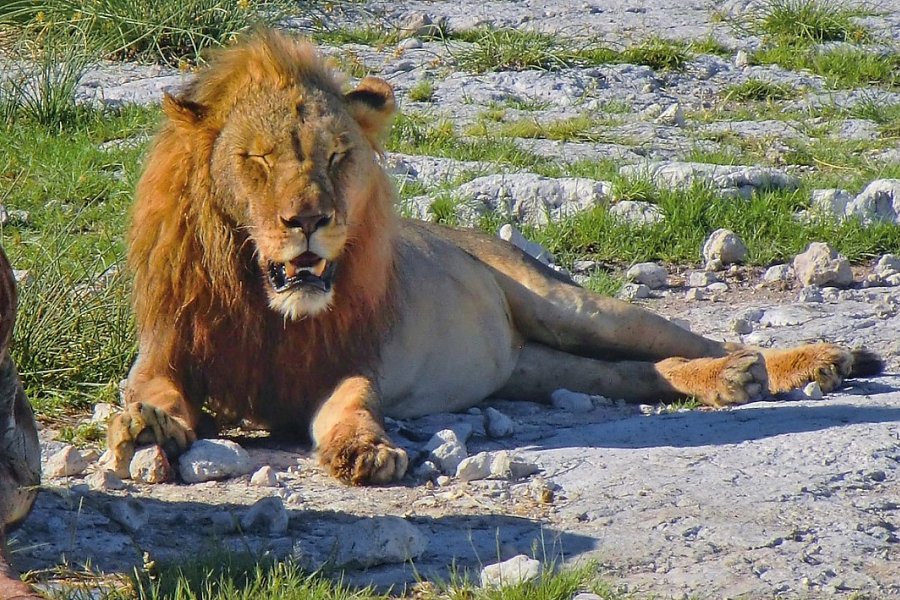 Traumreise Namibia - Löwe, Etosha NP