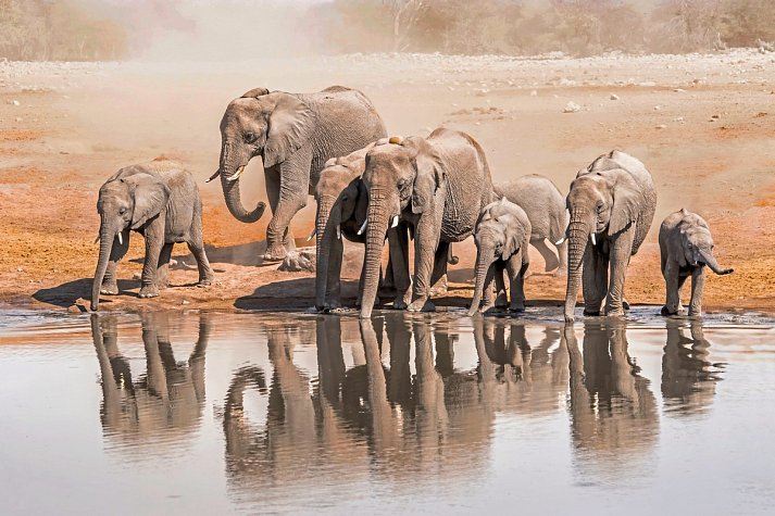 Traumreise Namibia - Elefanten an einem Wasserloch