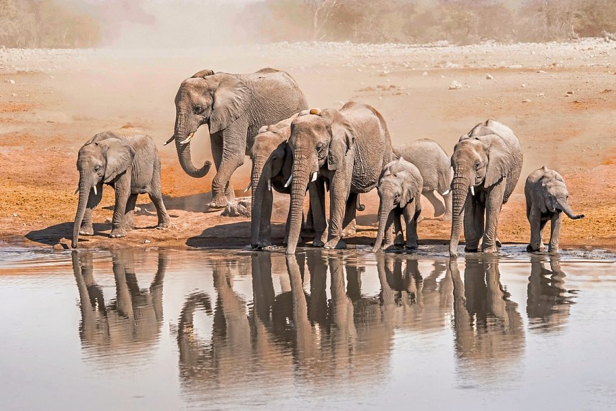 Traumreise Namibia - Elefanten an einem Wasserloch