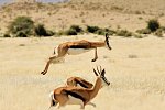 Traumreise Namibia