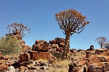 Traumreise Namibia - Köcherbaumwald