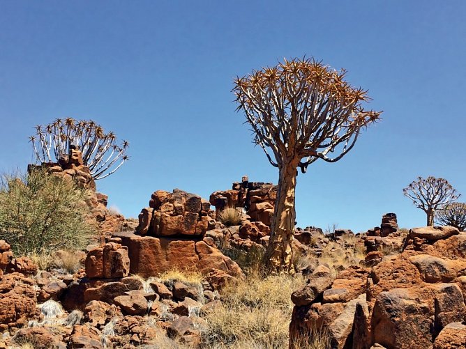 Traumreise Namibia - Köcherbaumwald