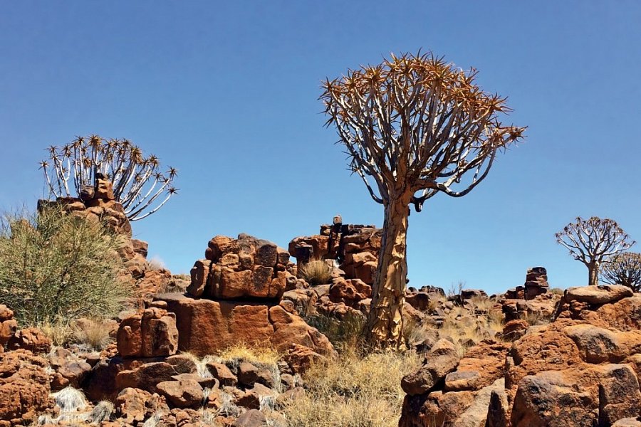 Traumreise Namibia - Köcherbaumwald