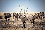 Traumreise Namibia