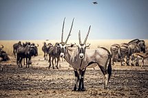 Traumreise Namibia - Oryxantilopen, Gnus und Zebras in Etosha NP