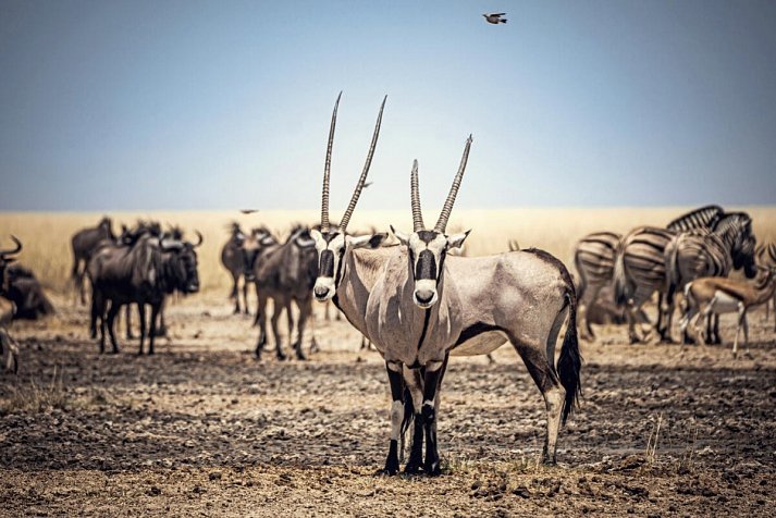 Traumreise Namibia - Oryxantilopen, Gnus und Zebras in Etosha NP