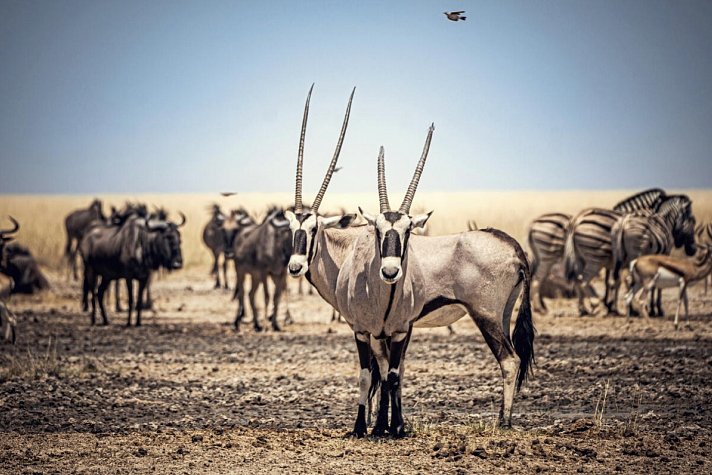 Traumreise Namibia