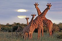 Traumreise Namibia - Giraffen