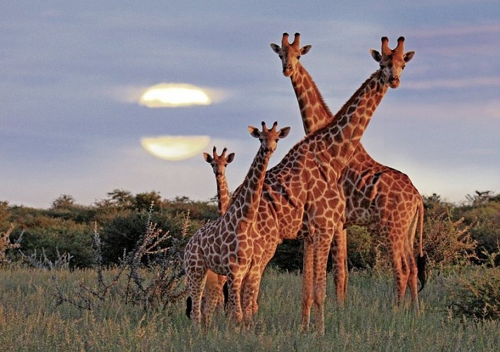 Traumreise Namibia - Giraffen