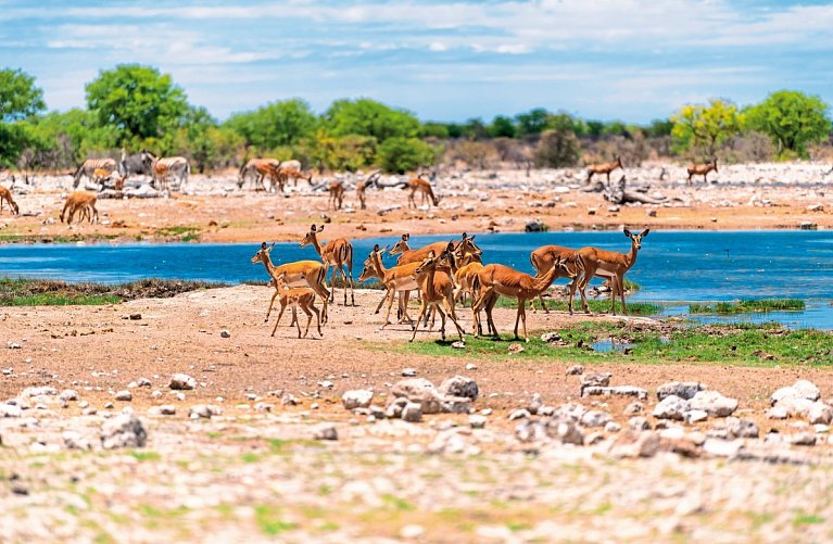 Erlebnis Nationalparks - Etosha bis Victoria Falls