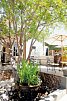 Olive Grove Guesthouse
