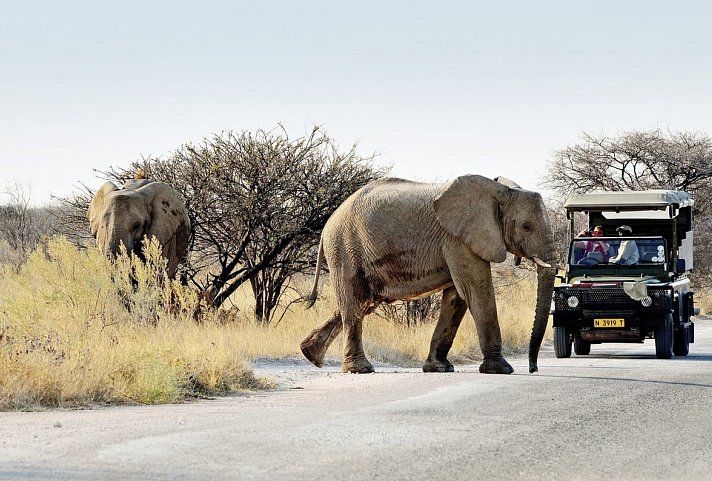 Grandiose Landschaften Südens - Elefanten, Etosha Nationalpark