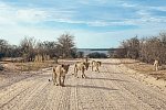 Tiere und Kultur des Nordens