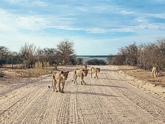 Tiere und Kultur des Nordens - Löwen, Etosha Nationalpark