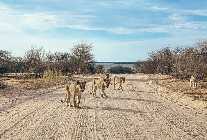 Tiere und Kultur des Nordens - Löwen, Etosha Nationalpark