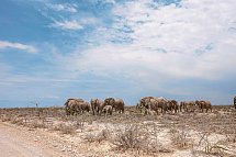 Tiere und Kultur des Nordens - Elefanten, Etosha Nationalpark