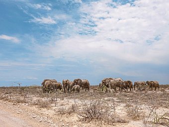 Tiere und Kultur des Nordens - Elefanten, Etosha Nationalpark