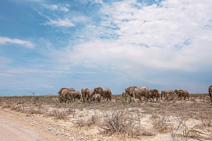 Tiere und Kultur des Nordens