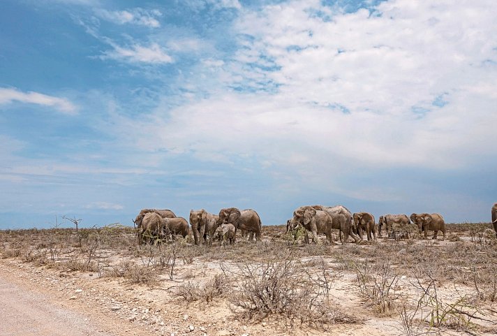 Tiere und Kultur des Nordens - Elefanten, Etosha Nationalpark