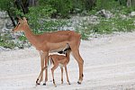 Tiere und Kultur des Nordens