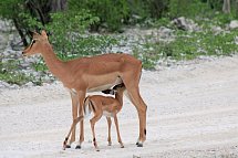 Tiere und Kultur des Nordens - Impalas, Etosha Nationalpark