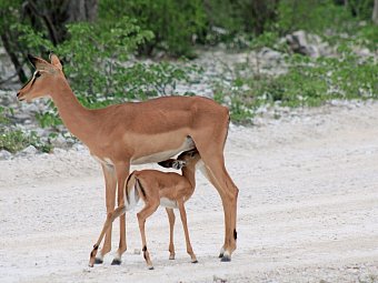 Tiere und Kultur des Nordens - Impalas, Etosha Nationalpark