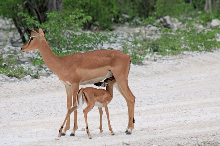Tiere und Kultur des Nordens