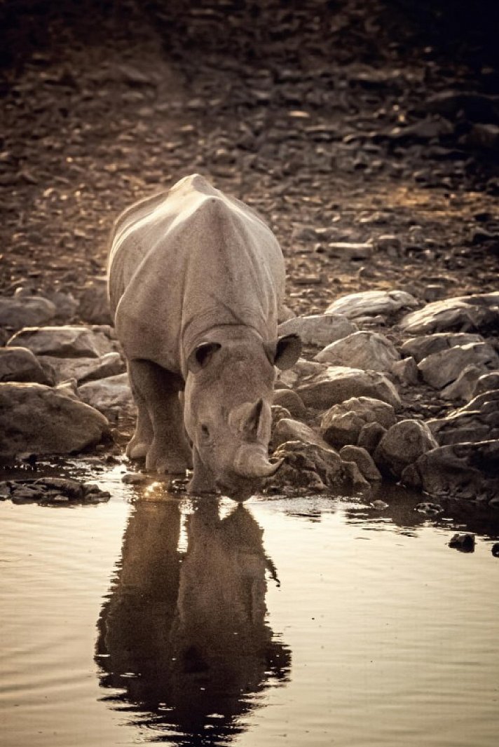 Tiere und Kultur des Nordens